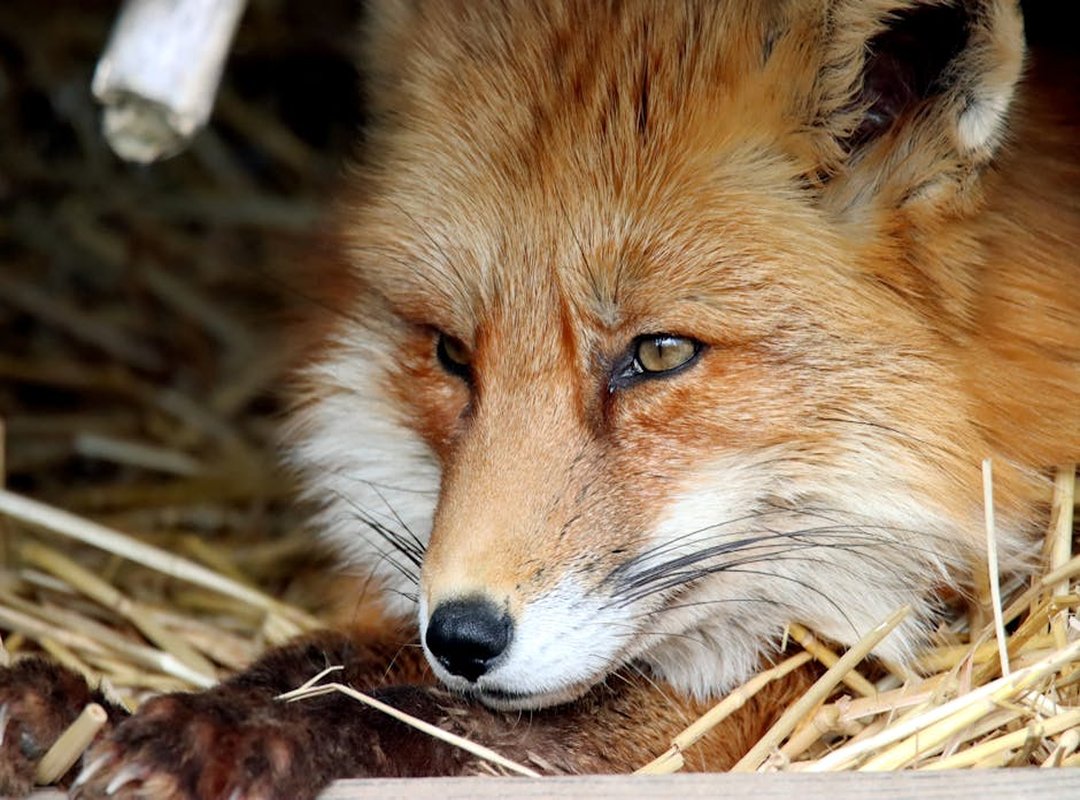 Foxtpax Software in Computer