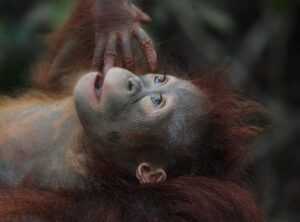 borneo 777 login