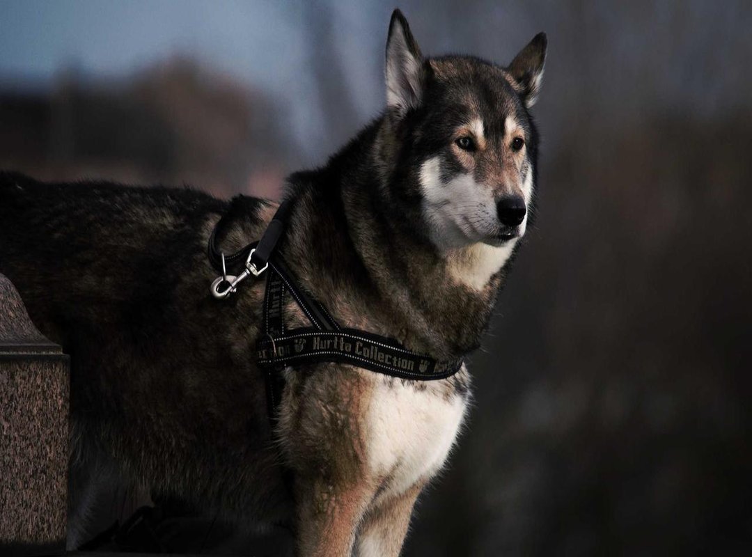 Practical Applications: Who Uses Flayradar?