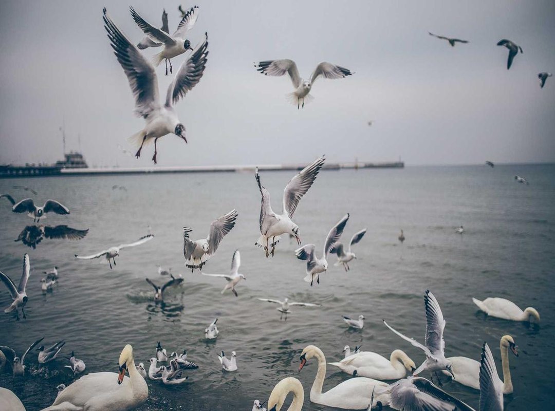 How to Set Your New Hornet Wallpaper: A Step-by-Step Tutorial