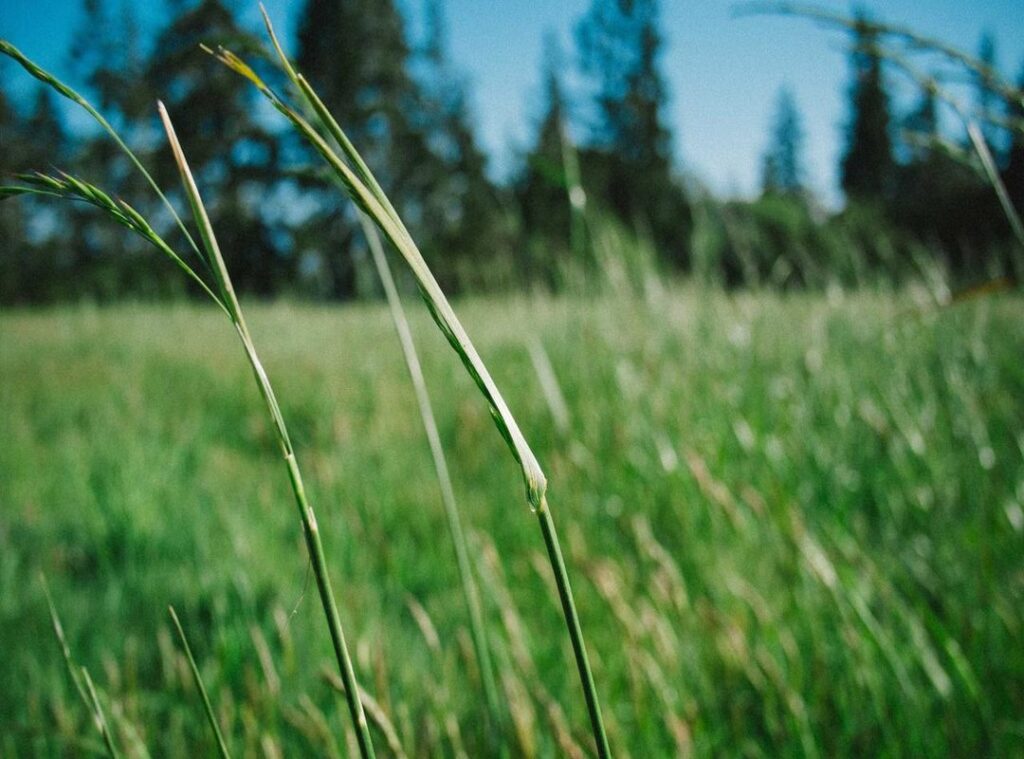kleurplaat gabby poppenhuis