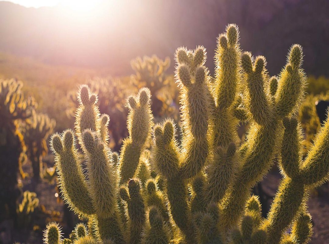 The Engine Room: How a Nani Macfield Is Generated and Controlled