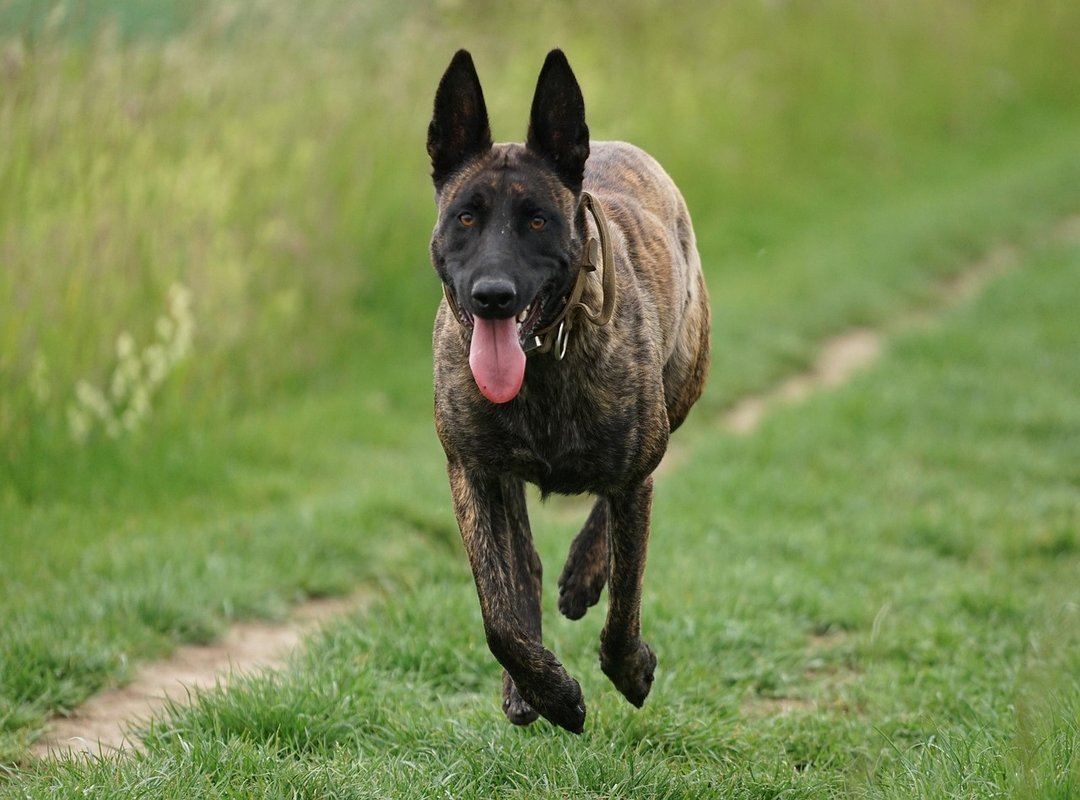 What Is Sistema Dorado? A Quick Overview